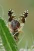 Tephritis separata